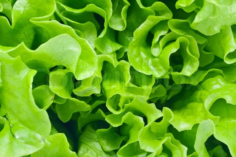 Fresh Green Lettuce Salad Background Stock Image Colourbox