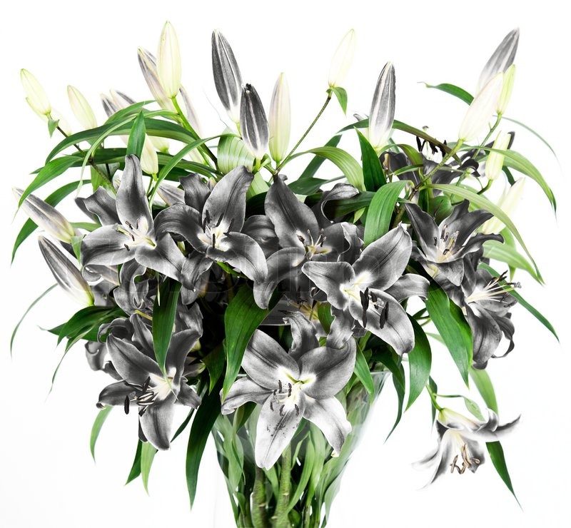 Black Lily Blomster . Stock foto Colourbox