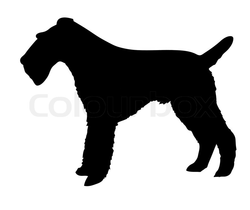 Silhouette of the fox terrier isolated | Stock vector | Colourbox