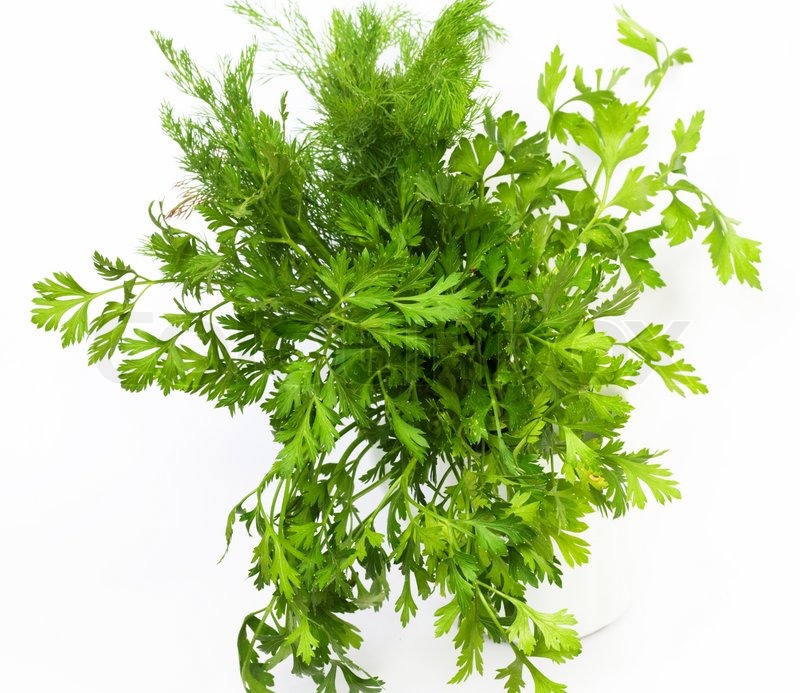 Dill and parsley are shown in the Stock Photo Colourbox