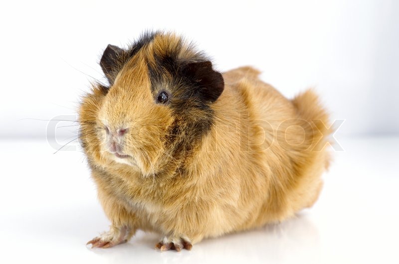 Brown guinea pig isolated on the white | Stock image | Colourbox