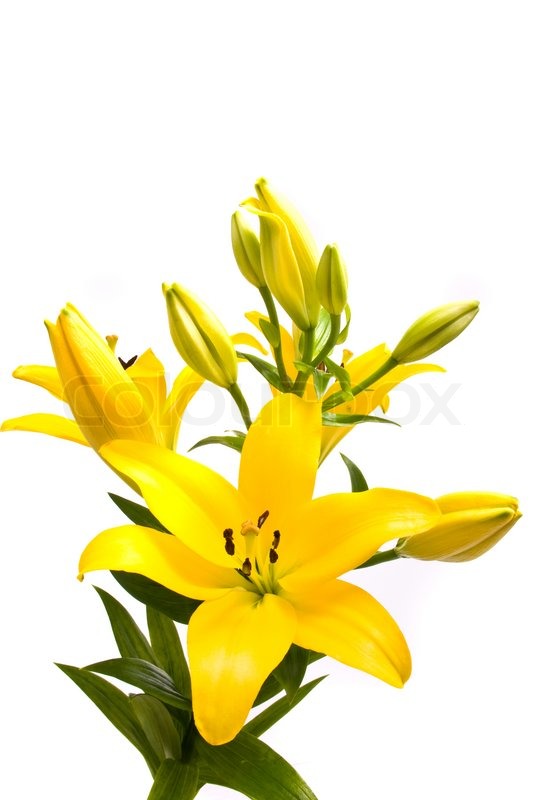 yellow lily on a