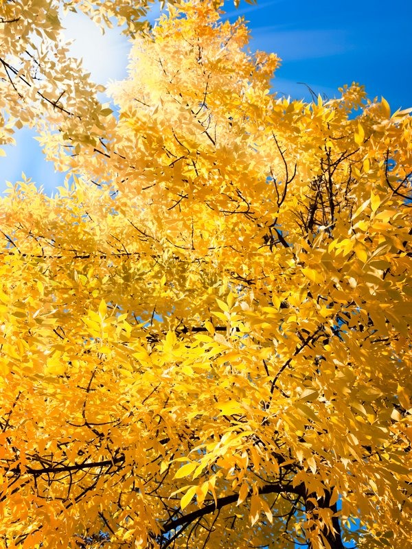 Helle Herbst goldner Baum in sonniger Stock Bild Colourbox