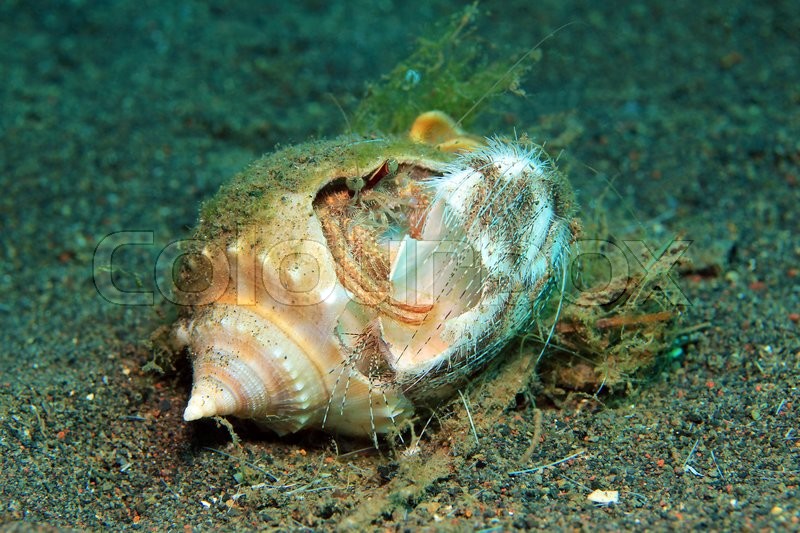 Hermit Crab Eating a Sea Urchin. Puri Stock image Colourbox