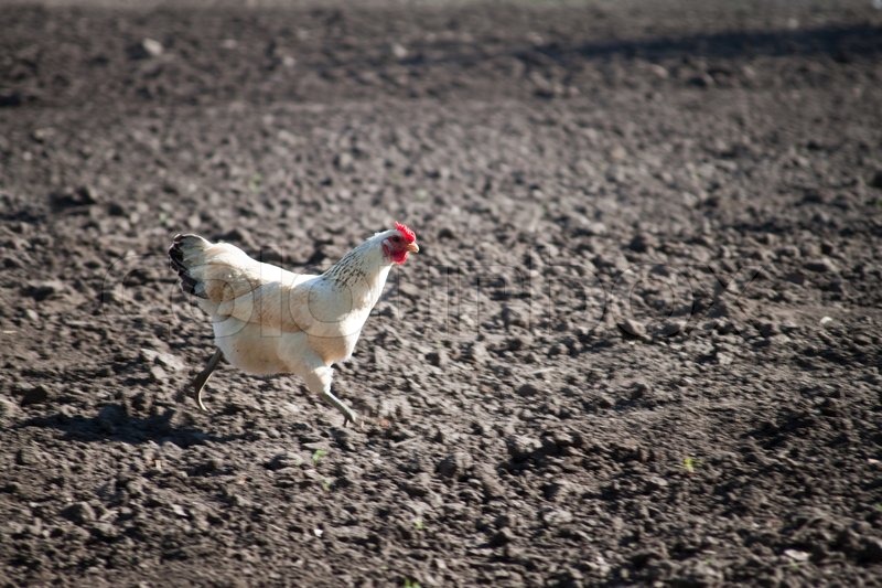 Chicken running across the field Stock image Colourbox