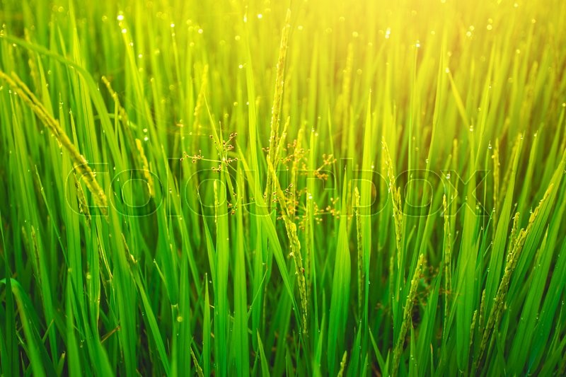 Yellow Rice Field Wallpaper