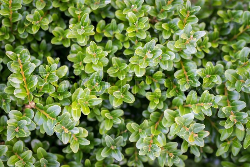 Boxwood background | Stock image | Colourbox
