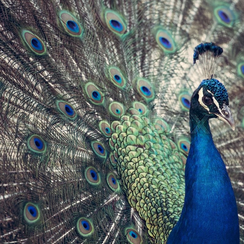 Portrait of beautiful peacock with | Stock image | Colourbox