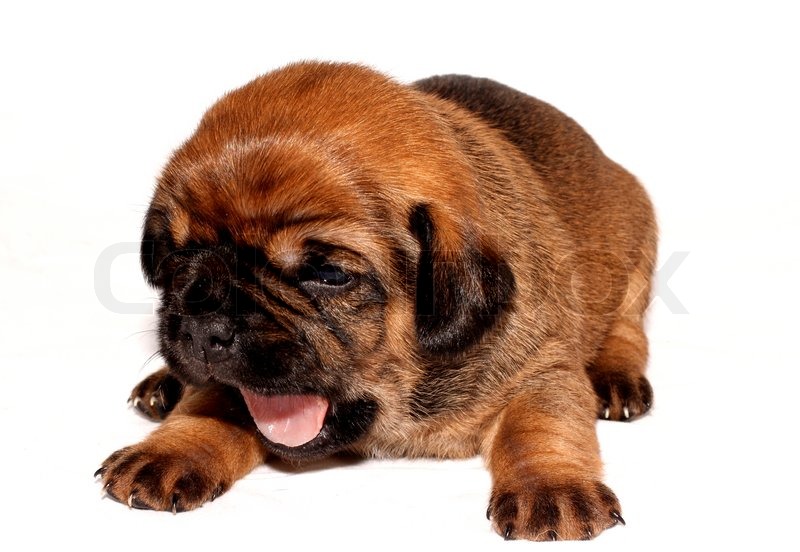 Hund, braun, gegähne Stockfoto Colourbox