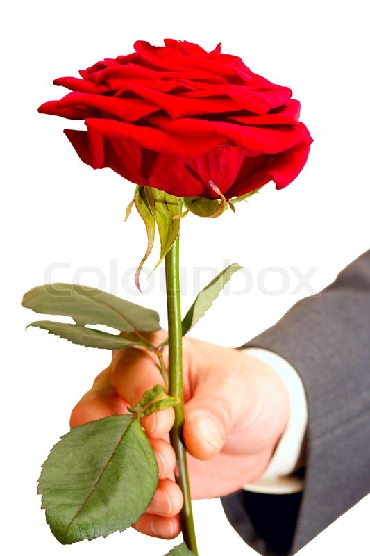 Red roses alive in the men's hand Stock Photo Colourbox