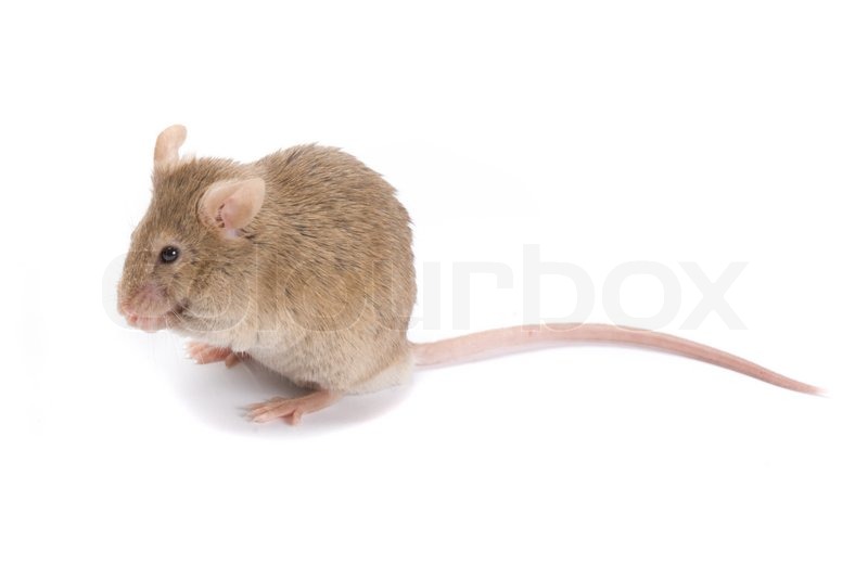 Mice For Sale Mus Musculus Petco