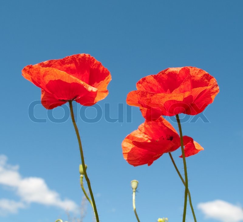 Red poppy against the blue sky | Stock image | Colourbox
