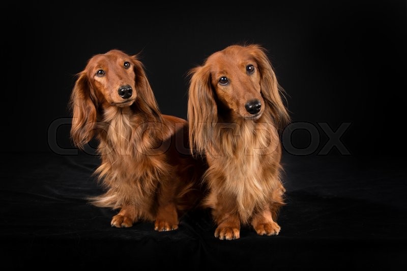 Purebred Longhaired Dachshund Dogs Stock Image Colourbox