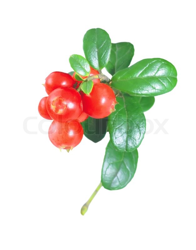 Cranberry isoliert auf weißem | Stock Bild | Colourbox