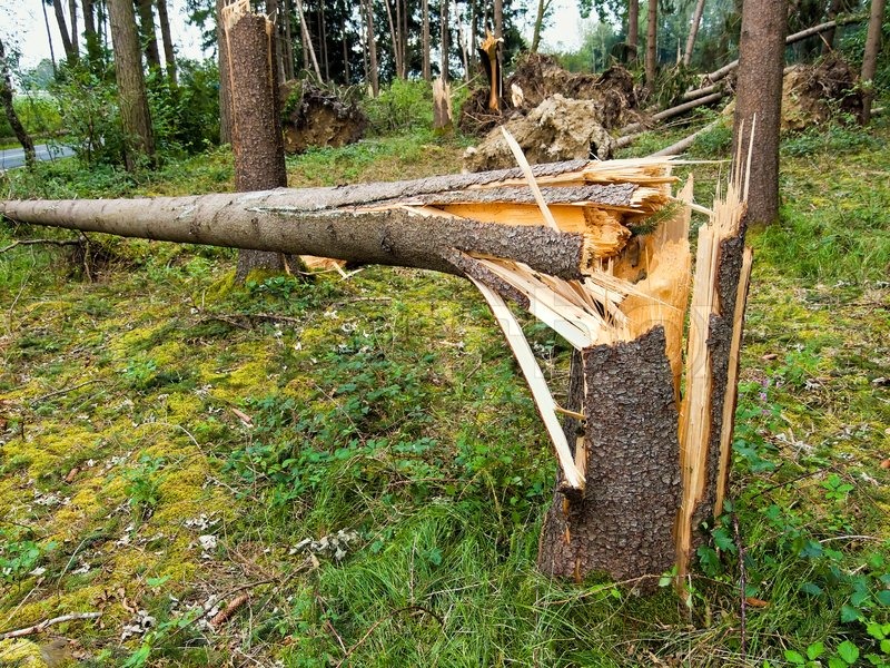 Sturmschäden . Stock Bild Colourbox