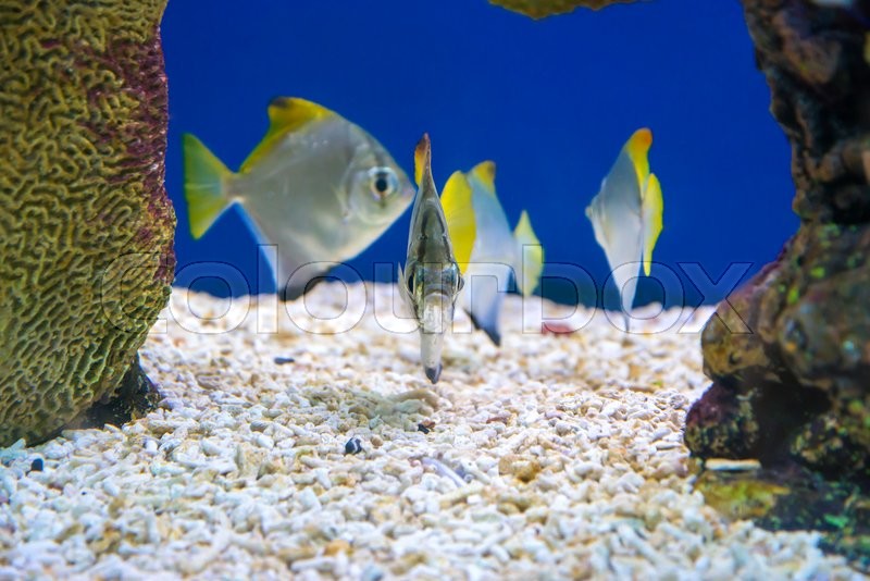 Tropical Fish Of Schooling Bannerfish Stock Image Colourbox