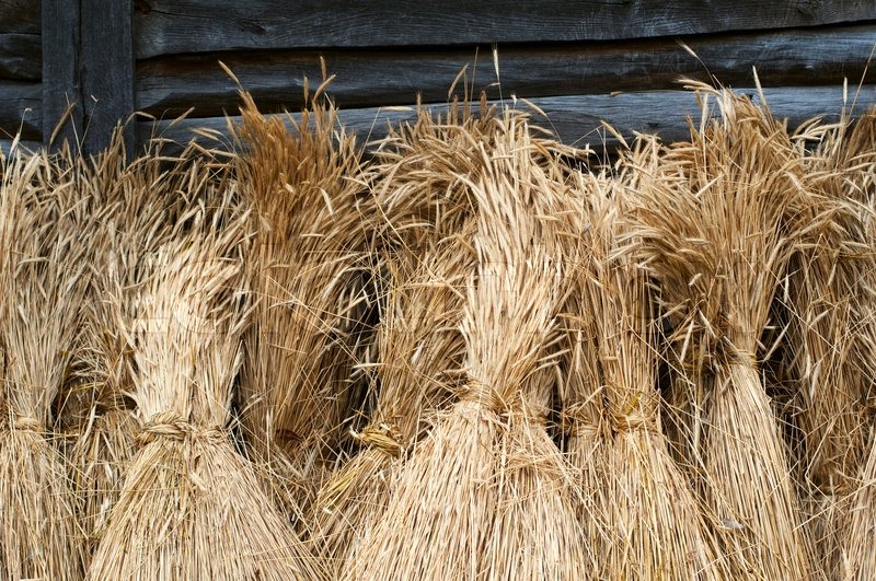 Sheaves of wheat Stock Photo Colourbox