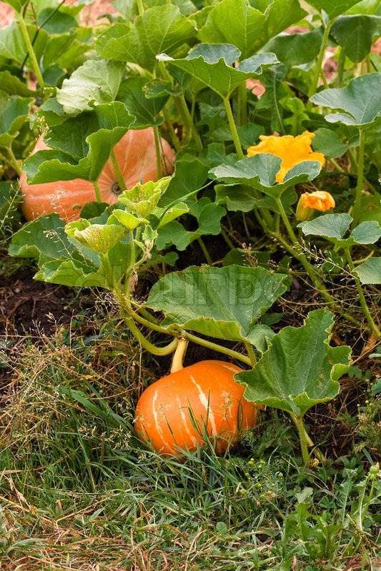 Growing pumpkins in a field Stock Photo Colourbox Growing pumpkins in a field Stock Photo Colourbox