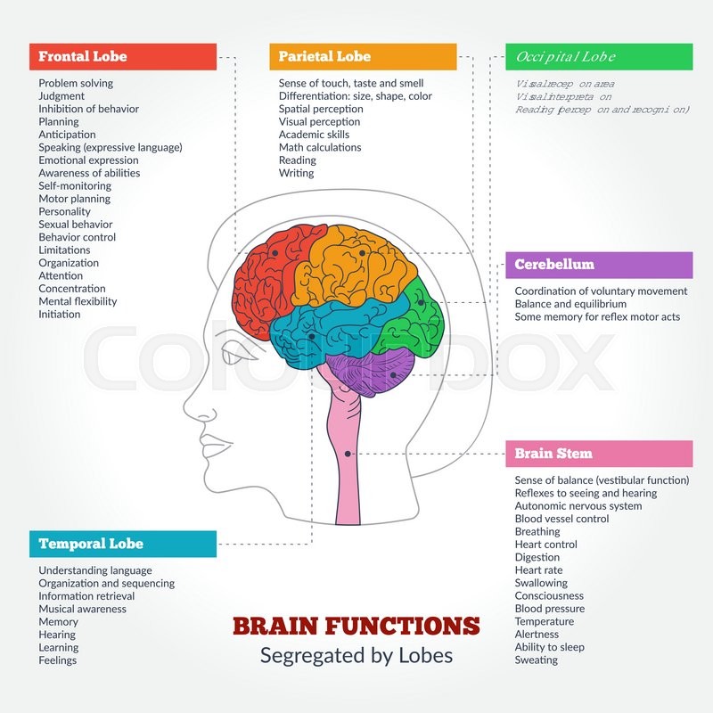 human brain anatomy and functions