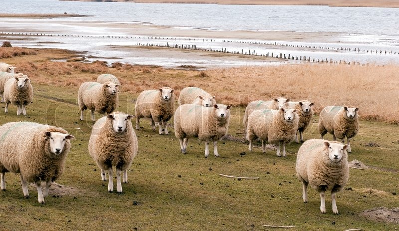 Flok af får stående og venter på tysk ... | Stock foto | Colourbox