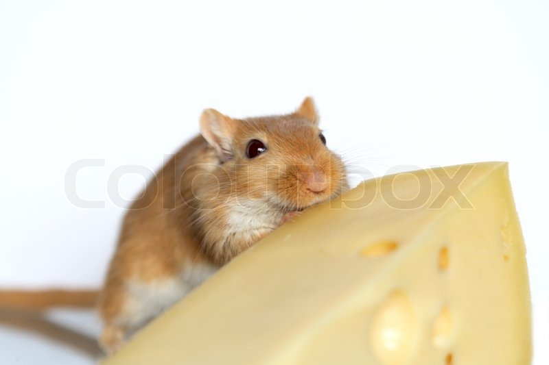 mouse eating cheese mouse eating cheese