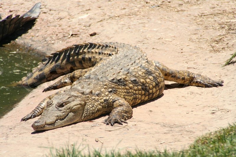 Crocodile in sun | Stock Photo | Colourbox