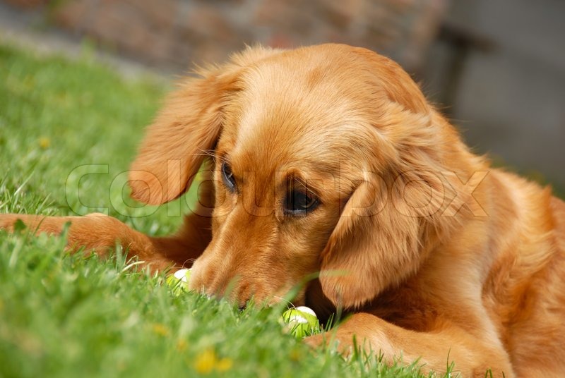 best shoo for golden retriever golden retriever portrait outdoor on grass stock photo colourbox best shoo for golden retriever golden retriever portrait outdoor on grass stock photo colourbox