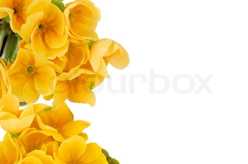 Gelbe Frühlingsblumen auf weißem | Stock Bild | Colourbox