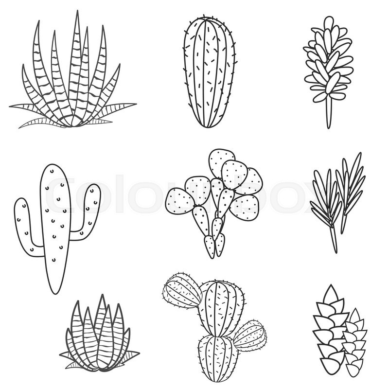 succulent vector