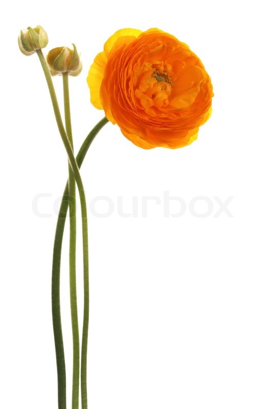 Schöne orange Blumen auf weißem ... | Stock Bild | Colourbox