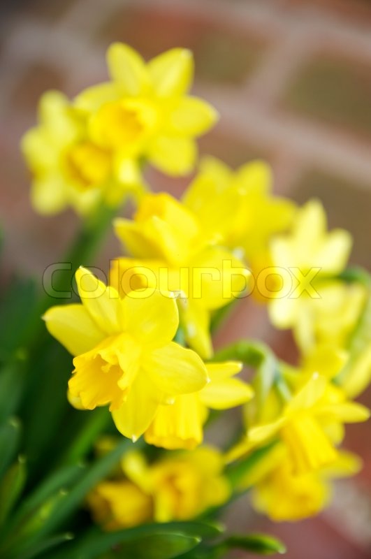 Yellow easter flowers outdoor Stock foto Colourbox