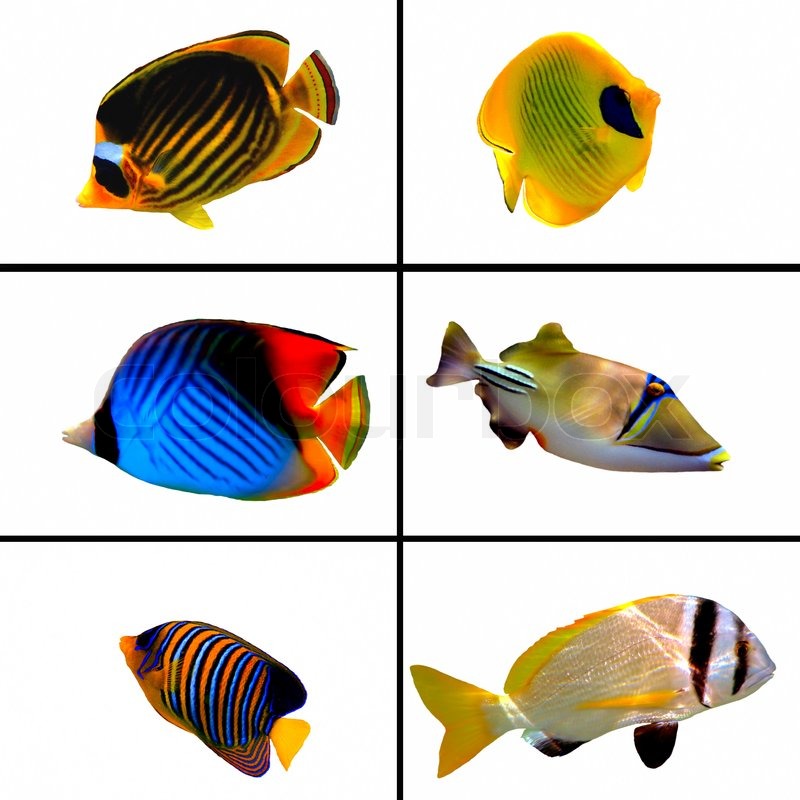 Tropical Fish Collection Bannerfish Stock Image Colourbox