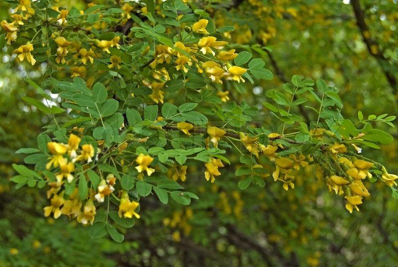 Blühende Akazie mit gelben Blüten und grünen Blättern