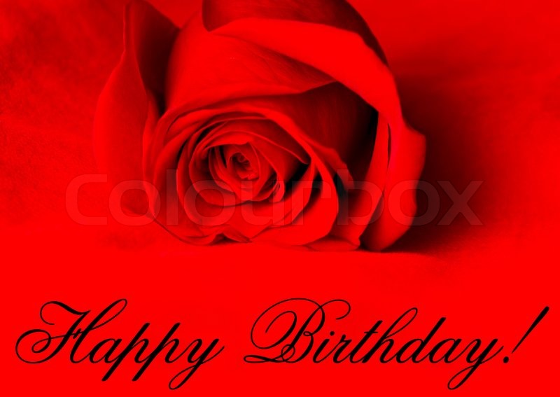 Happy Birthday Red Rose On Red Stock Image Colourbox