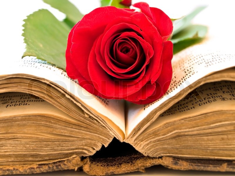 Alt offenes Buch mit der roten Rose in Stockfoto Colourbox Alt offenes Buch mit der roten Rose in Stockfoto Colourbox
