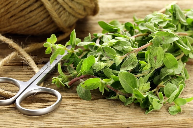 Fresh organic oregano (marjoram) on a Stock image Colourbox