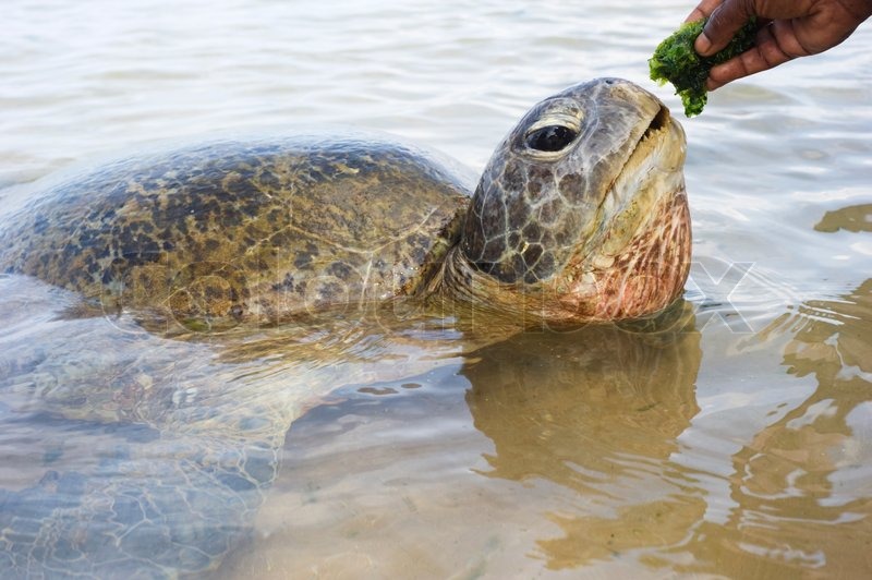 Turtle Eating In The Ocean Stock Image Colourbox