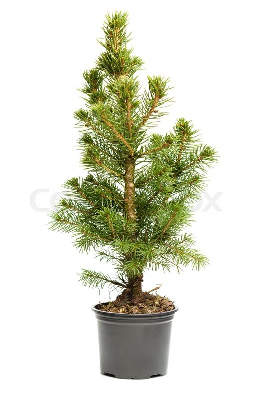 small real undecorated bare christmas tree in a pot isolated on white background stock photo colourbox - Small Live Christmas Trees In Pots small real undecorated bare christmas tree in a pot isolated on white background stock photo colourbox - Small Live Christmas Trees In Pots
