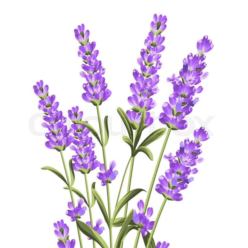 Bunch of lavender flowers on a white background. Botanical illustration
