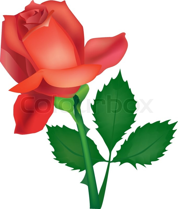 Beautiful vector rose for design | Stock Vector | Colourbox