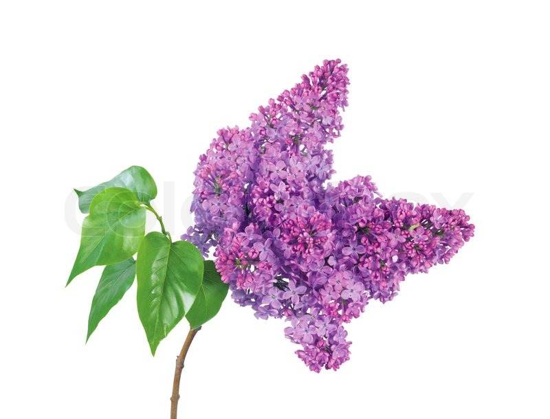 Beautiful lilac branch isolated on | Stock image | Colourbox