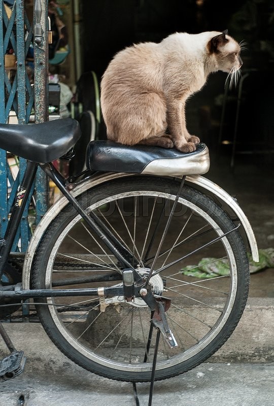 siamese cat on a