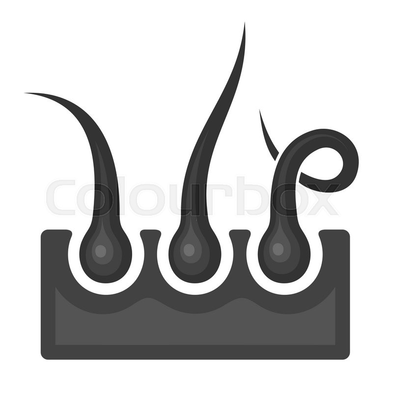 Hair Follicle Icon On White Stock Vector Colourbox