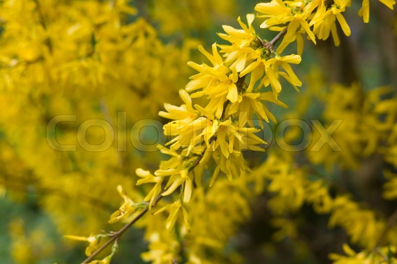 Forsythia Stock Bild Colourbox