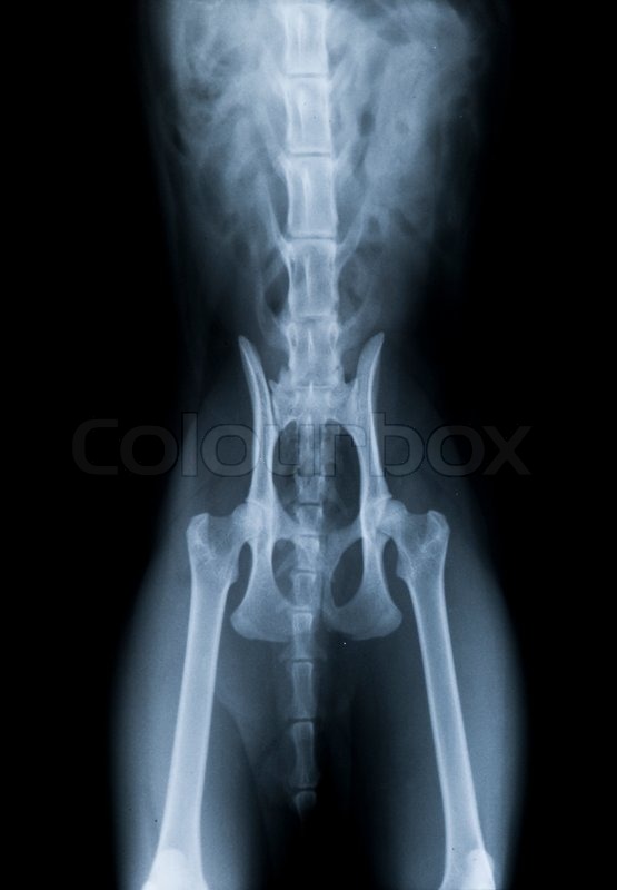 feline hip leg xray normal