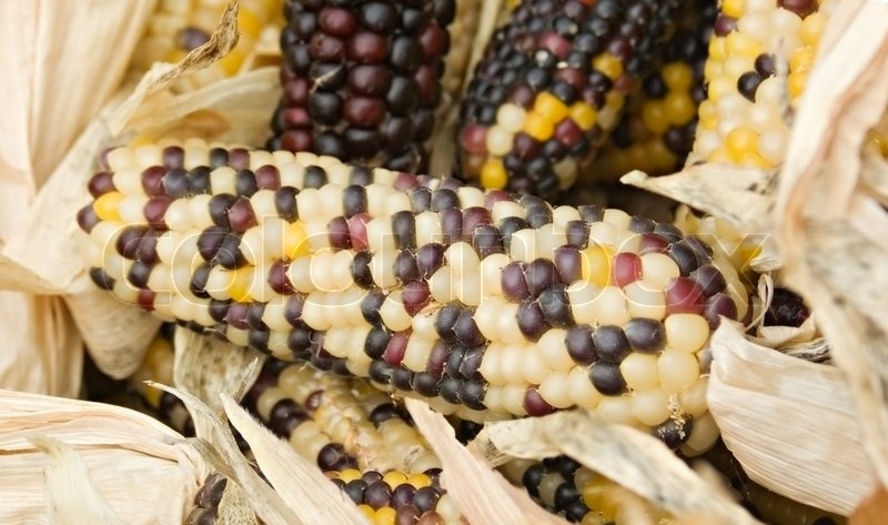 Freshly harvested corn, close up. | Stock image | Colourbox