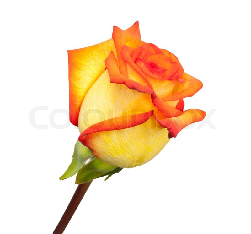Fresh orange Rosen auf einem weißen ... | Stock Bild | Colourbox
