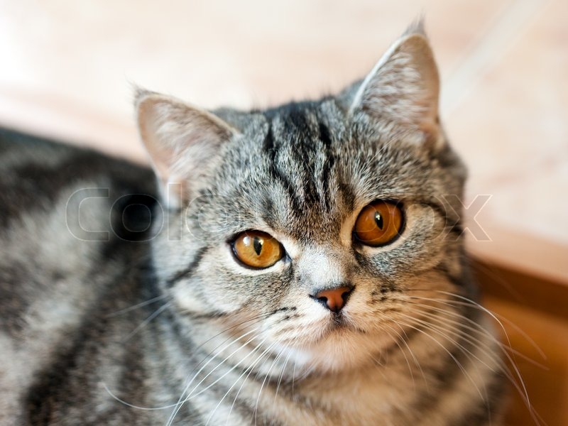 Feline animal pet british domestic cat looking eye | Stock Photo