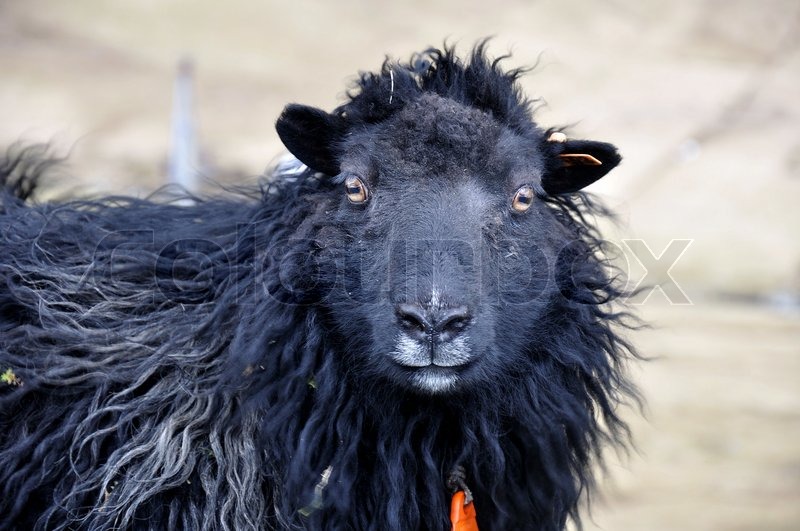 Sort færøske får Stock foto Colourbox