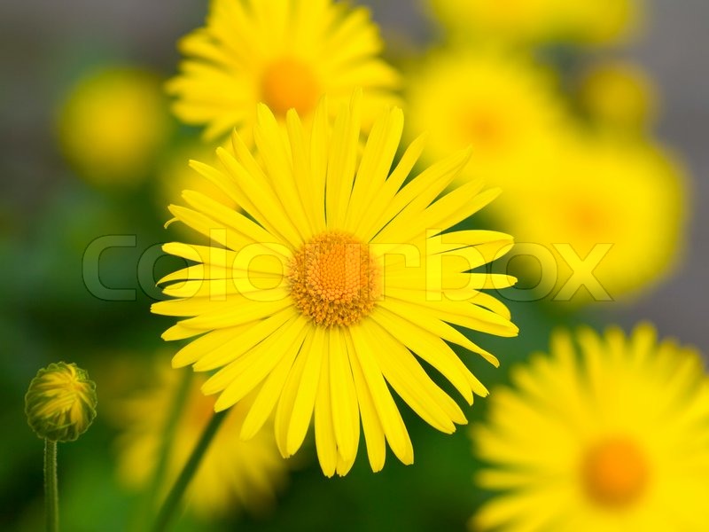 cloud 9 spa the yellow Summer flowers in Doronicum. Ornamental plant